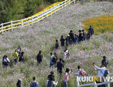 ‘임실N치즈축제’ 천만송이 국화꽃에 코스모스 향기 더한다