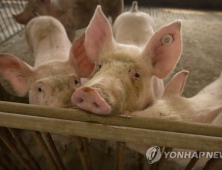 전북 축산 농가, 경기 파주 아프리카 돼지 열병 발생에 '발 동동'