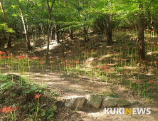 [전북 관광]가을 모악산은 붉은 꽃무릇 장관