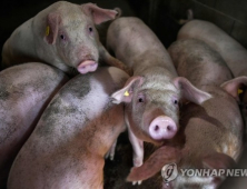 “해외 ASF백신 개발 막바지 상용화는 아직… 南확산 시 축산 붕괴”