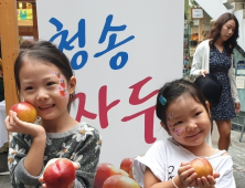 청송자두, 서울 시민 입맛 사로잡아