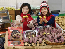 “영양 간식 고구마가 제대로 맛이 들었어요”