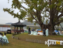 충남 금산 요광리 ‘천년 은행나무’ 축제 성료