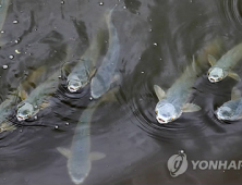 부안군, 제10회 설숭어 축제 개최...오는 12월 6일부터 8일까지 3일 동안 부안상설시장