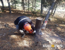 전북도, 오는 13일까지 소나무류 이동 금지 단속 ...소나무재선충병 인위적 확산 방지