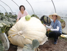 경남 의령에서 '380kg 넘는 초대형 슈퍼호박' 무럭 무럭