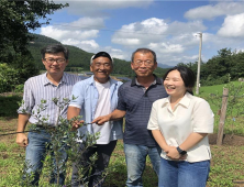 ‘친환경 올리브’ 전남서 재배 성공