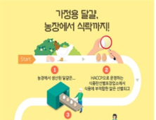 내달부터 달걀 선별포장 업소에 HACCP 인증 의무 적용