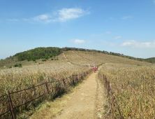 경주 무장산 억새 군락지, 은빛 물결 '장관'