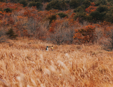 가자, 금빛 억새 출렁이는 곳으로~