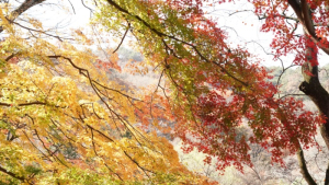 고창의 숨은 명소 문수사 단풍숲에서 듣는 구한말 의병장 박포대 이야기