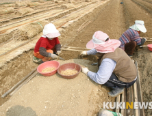 금산군, 인삼 안전성 확보에 31억원 투입