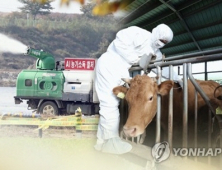 인천 강화서 구제역 감염 항체 검출돼…방역 강화 나서