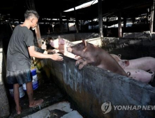 인도네시아, ‘아프리카 돼지열병’ 으로 돼지 1천 마리 폐사