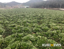 겨울 해풍 맞고 자란 '진도 봄동' 인기…단맛 일품