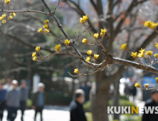 봄의 전령 산수유