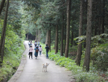 하동군, 옥종 편백 자연휴양림 3코스 5.9㎞ 개장