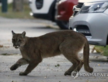 코로나19로 인적 줄자 도심에 ‘퓨마·여우’ 등 야생동물 출몰