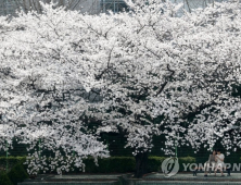 정읍시, 벚꽃로 동영상 게재 사회적 거리 두기 전개