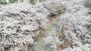 인천시, 인천대공원·월미공원 벚꽃풍경 드론 영상 제공