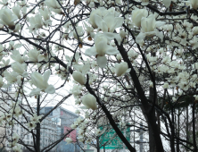 [오늘 날씨] 전국 흐리고 곳곳서 비 내려… 강원 산지에는 많은 눈