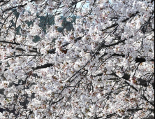 [곽경근의 시선& 느낌] 벚꽃엔딩… 아쉬운 女心