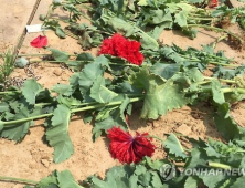 부안군, 양귀비 등 마약류 재배 특별 단속