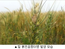 정읍시, 보리 등 맥류 붉은곰팡이병 방제 당부