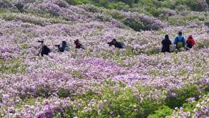 [여행&레저] 산상화원에서 즐기는 진분홍 향연 ‘황매산 철쭉’