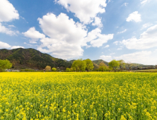 옥천군, 금암 친수공원내 유채꽃단지 명품 관광지로 조성