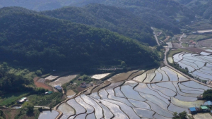 다랑이논의 아침  “무논의 변신은 무죄”