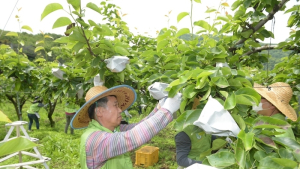 농협유통 하나로마트, 파주 접경 지역마을에서 농가 일손 돕기 나서