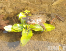 개구리 깨는 ‘경칩’ 낮 기온 ‘포근’