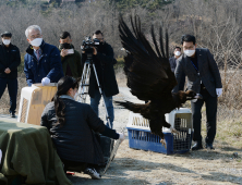 구조 야생 독수리 ‘자연 품으로’