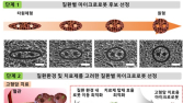 암·무릎연골재생 치료제 전달효율 높인 '마이크로로봇 설계기술' 개발