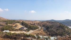 지난해 산불로 벌목 중인 강원 고성 토성면 야산