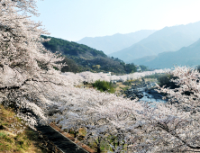 [하동소식] 화개 십리벚꽃길 개화상황 