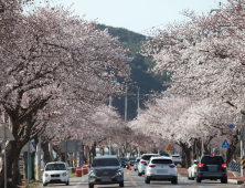 봄을 알리는 삼척의 벚꽃