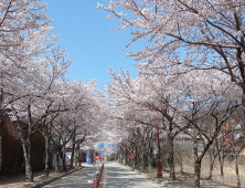 완주 모악산 벚꽃 만발 ‘눈꽃처럼 펄펄’