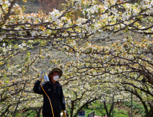 [포토뉴스] 지리산 산청 배꽃 꽃가루 인공수분 한창