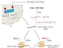 '백혈병 치료제' 환자별 항암효과 여부 구별하는 유전자 발굴 성공