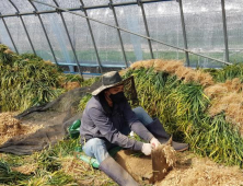 청양군, 호흡기질환 도움 '청양 맥문동' 수확 한창