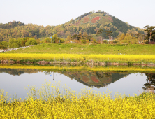 함평천에 비친 유채와 나비동산