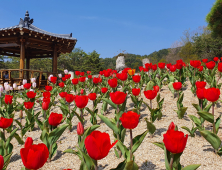 양구수목원 튤립 6만송이 활짝…23일 축제 개막