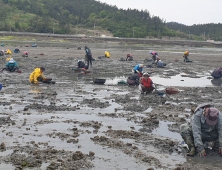 부안 위도면, 제철 자연산 바지락 채취 ‘한창’ 