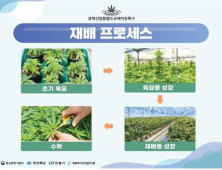 경북도, ‘대마’의약품 개발 본격화..국내 최초 헴프 산업화 실증 착수