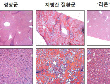 경남농업기술원, 라온파프리카 지방간 억제작용 확인