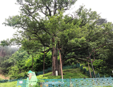 경북도, 천연기념물 울진 ‘쌍전리 산돌배나무’ 후계목 양성 박차