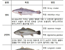 온라인 판매 민물장어서 '항균제' 초과검출…가짜 민어도 적발