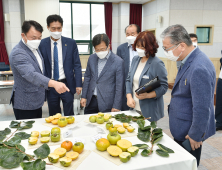 경남농업기술원, 경남 육성 단감 신품종 선보여